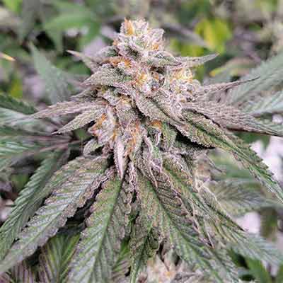 Gary Payton Feminized Seeds (2 Pack)
