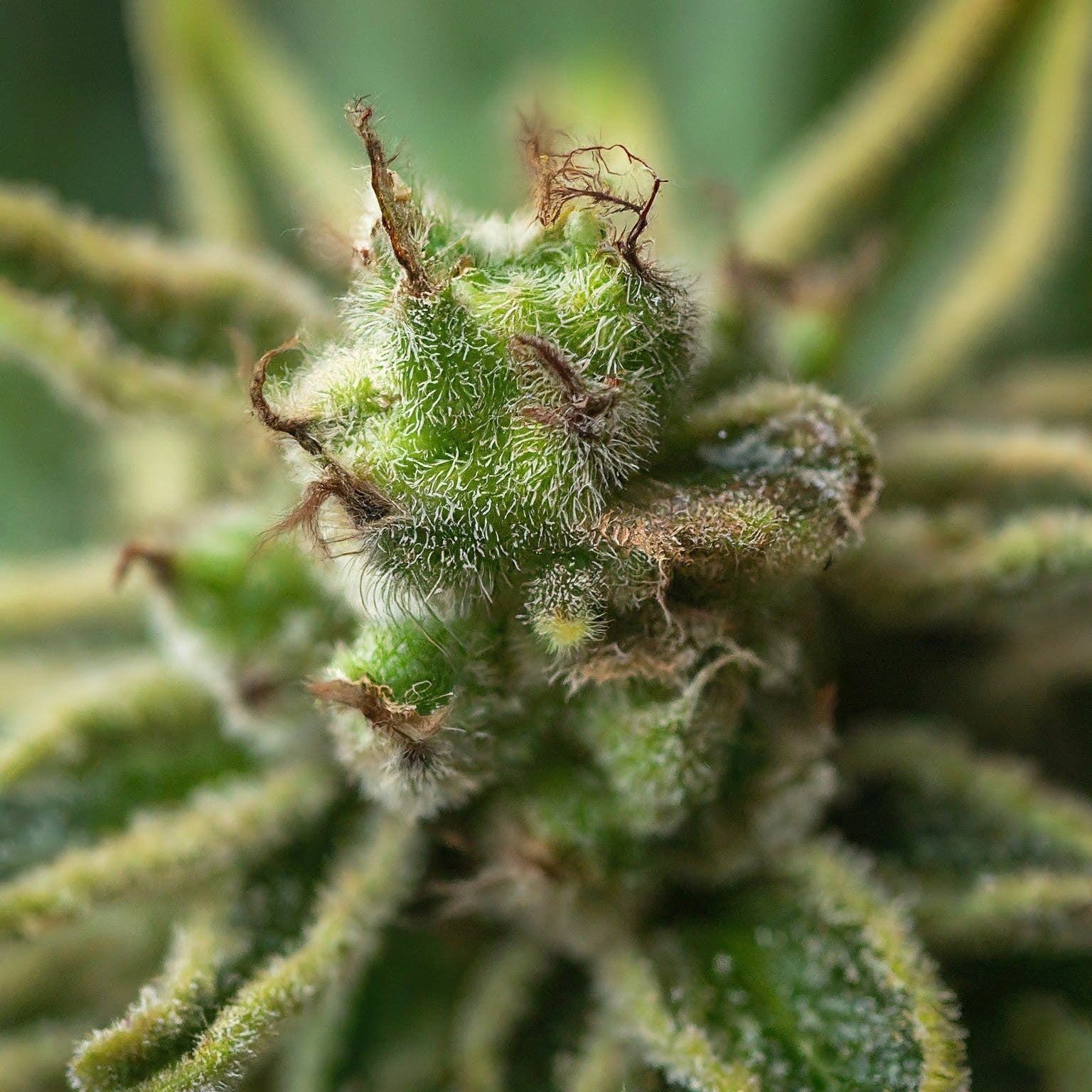 Gelato Autoflower Seeds