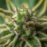 Gelato Autoflower Seeds