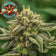 files/Gelato_-_Indica_Autoflower_Marijuana_Seeds.jpg