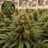 Ghost Train Haze Feminized Seeds (2 Pack)