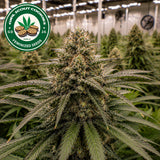 Girl Scout Cookies  Feminized Seeds (2 Pack)