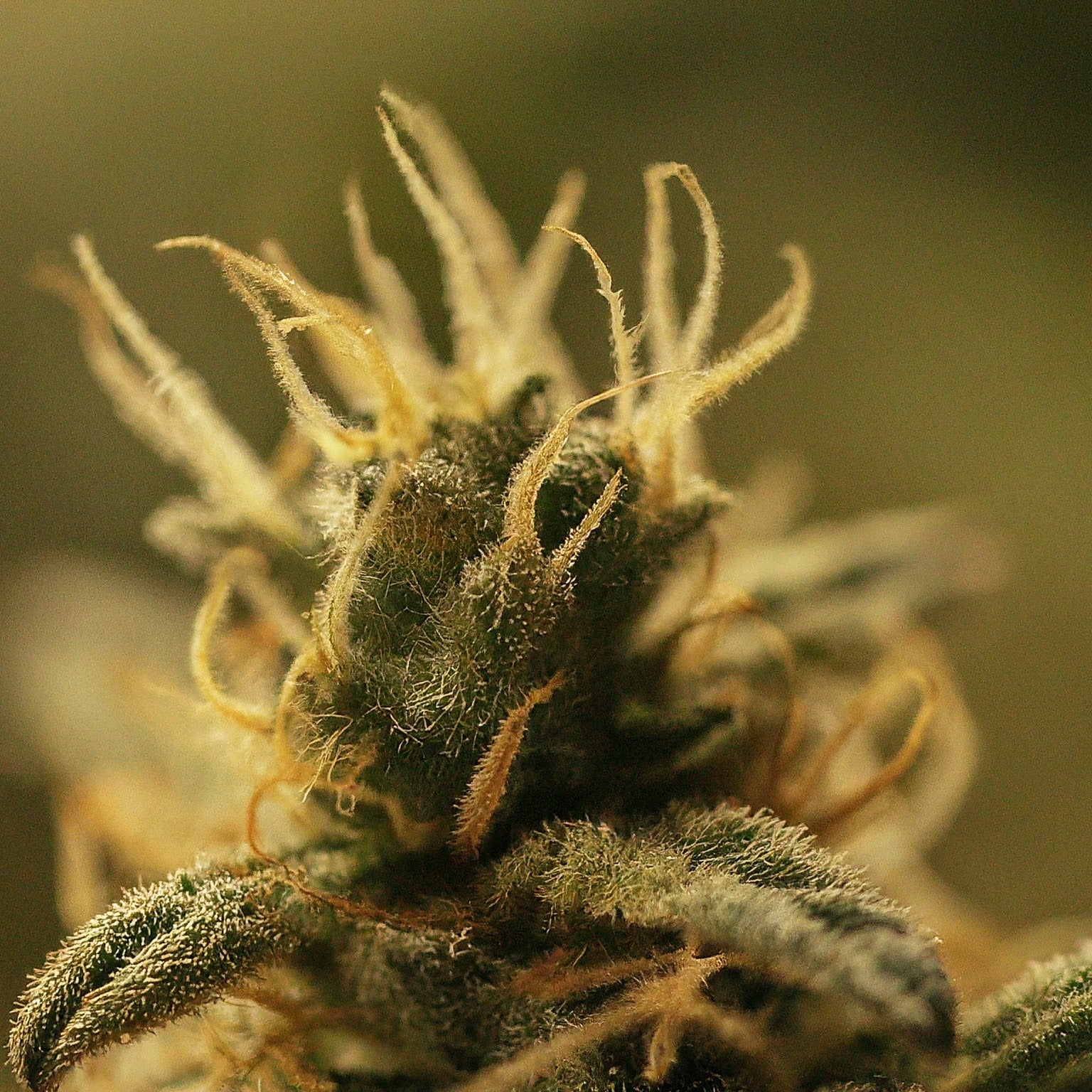 Gold Leaf Autoflower Seeds