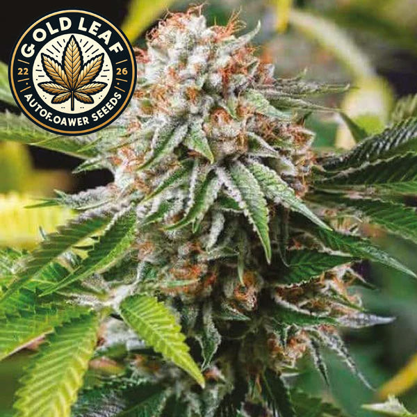 Gold Leaf Autoflower Seeds