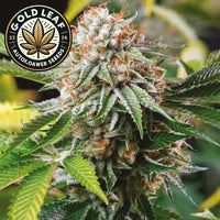 Gold Leaf Autoflower Seeds