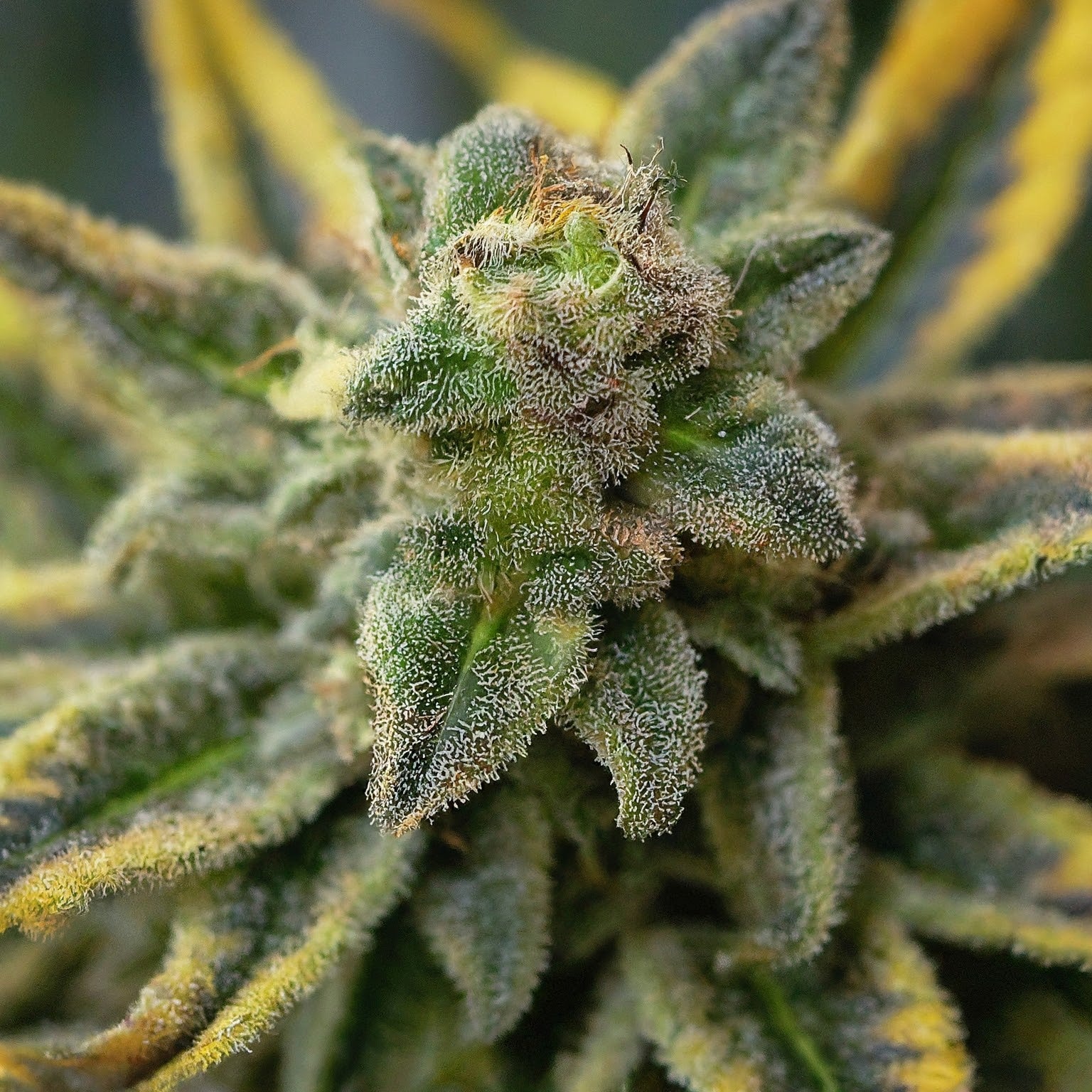 Gold Leaf Autoflower Seeds