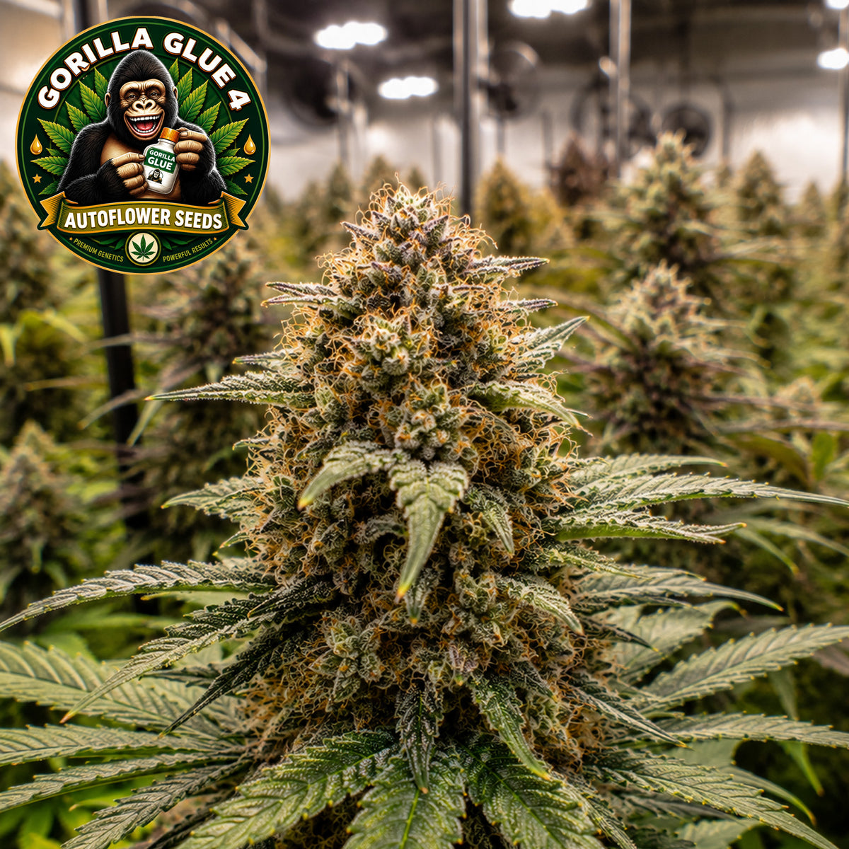 Gorilla Glue #4 Auto Seeds (2 Pack)