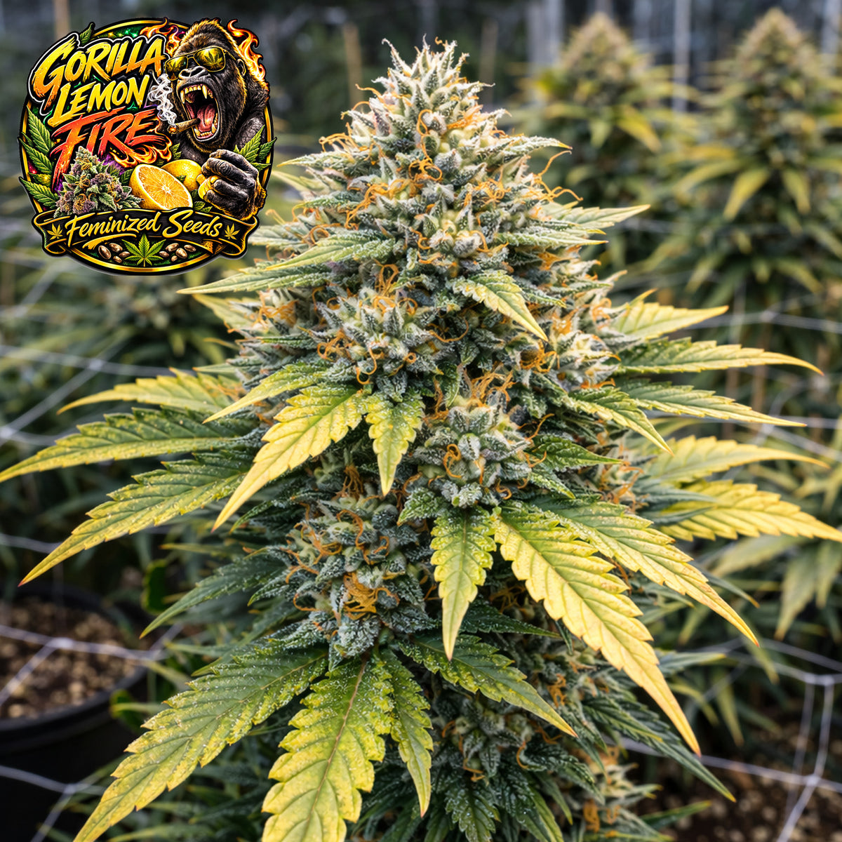 Gorilla Glue Lemon Feminized Seeds (2 Pack)