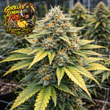 Gorilla Glue Lemon Feminized Seeds (2 Pack)