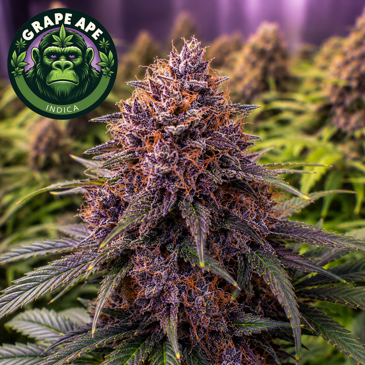 Grape Ape Feminized Seeds (2 Pack)