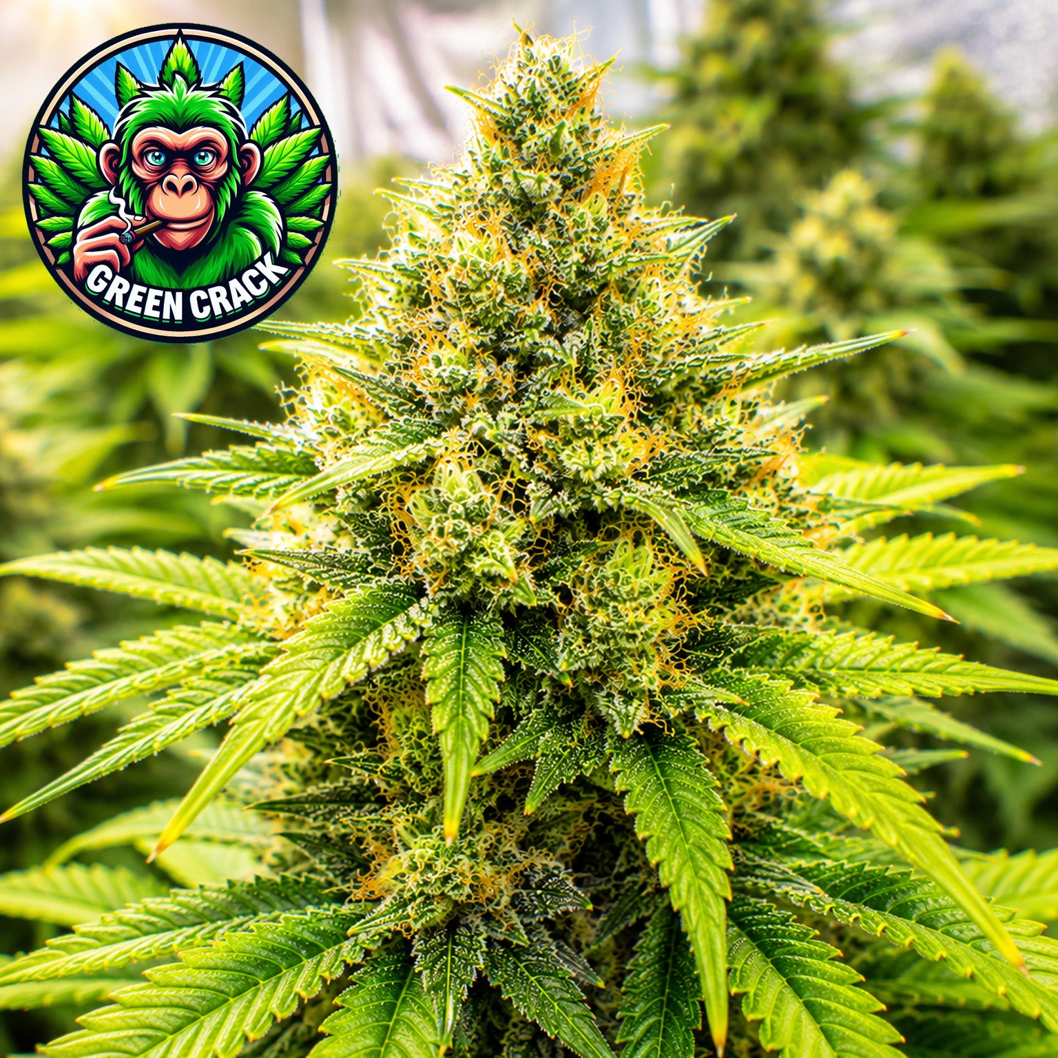 Green Crack Autoflower Seeds (2 Pack)