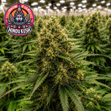 Hindu Kush Feminized Seeds (2 Pack)
