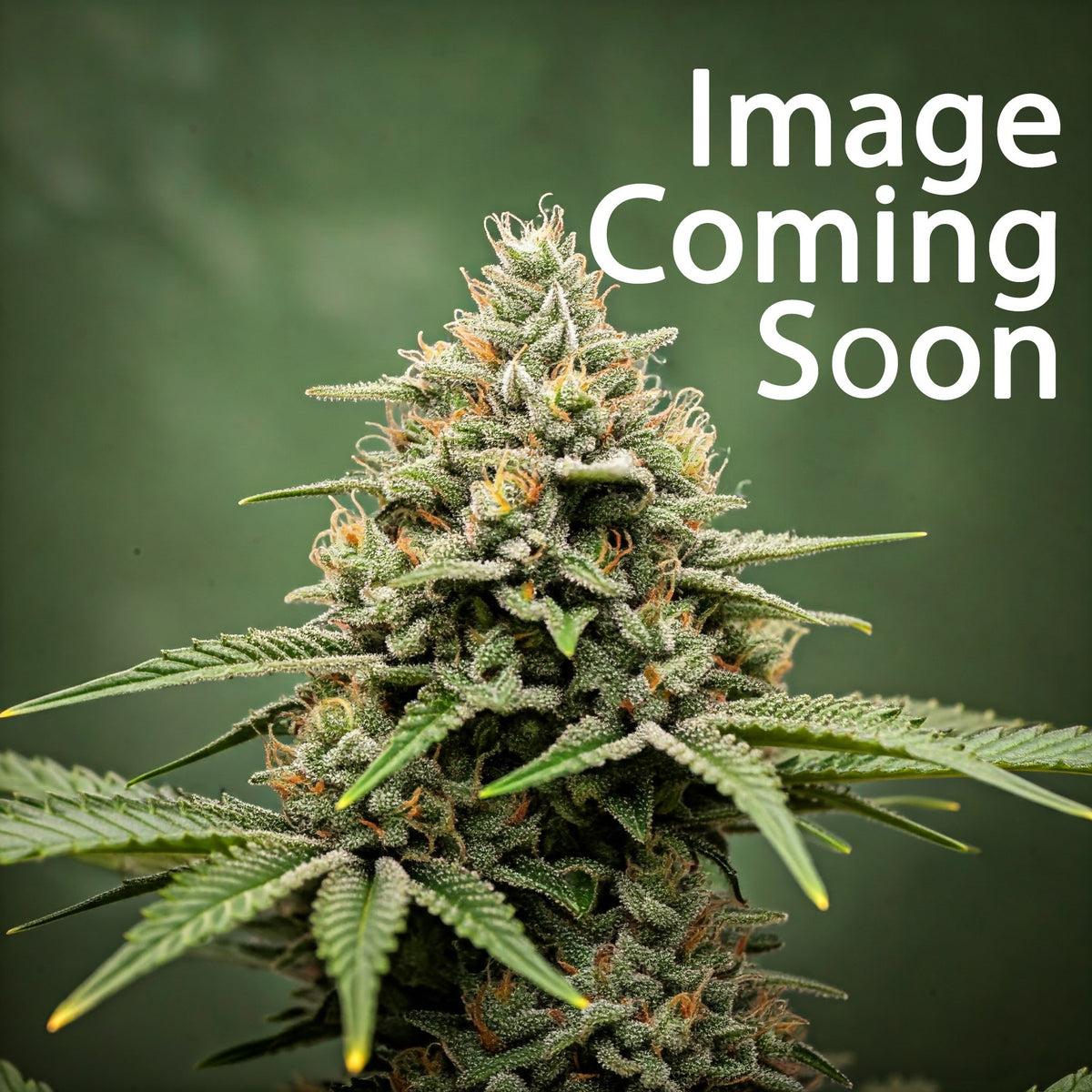 CBD OG Kush (1:15) Feminized Seeds (2 Pack)