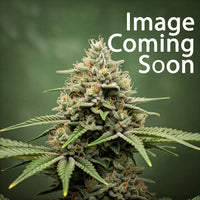 Grape Octane Autoflower Seeds