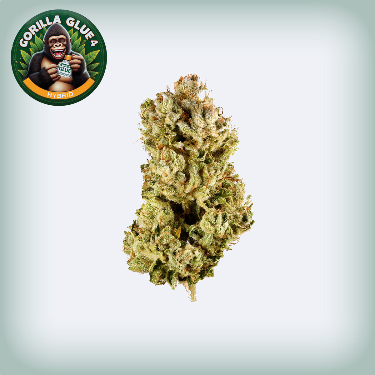 Gorilla Glue #4 THCa (Smalls)