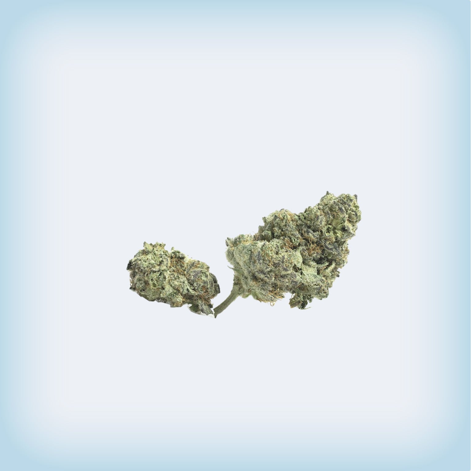 Gelato 41 Premium Flower (minis)