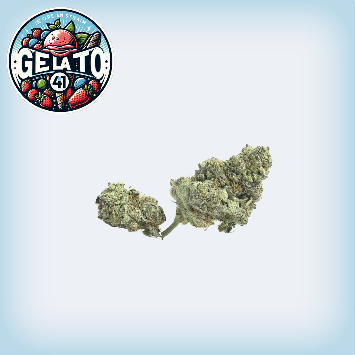 Gelato 41 Premium Flower (minis)