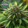 files/Jack_Herer_-_Sativa_Autoflower_Marijuana-Cannabis_Seeds.jpg