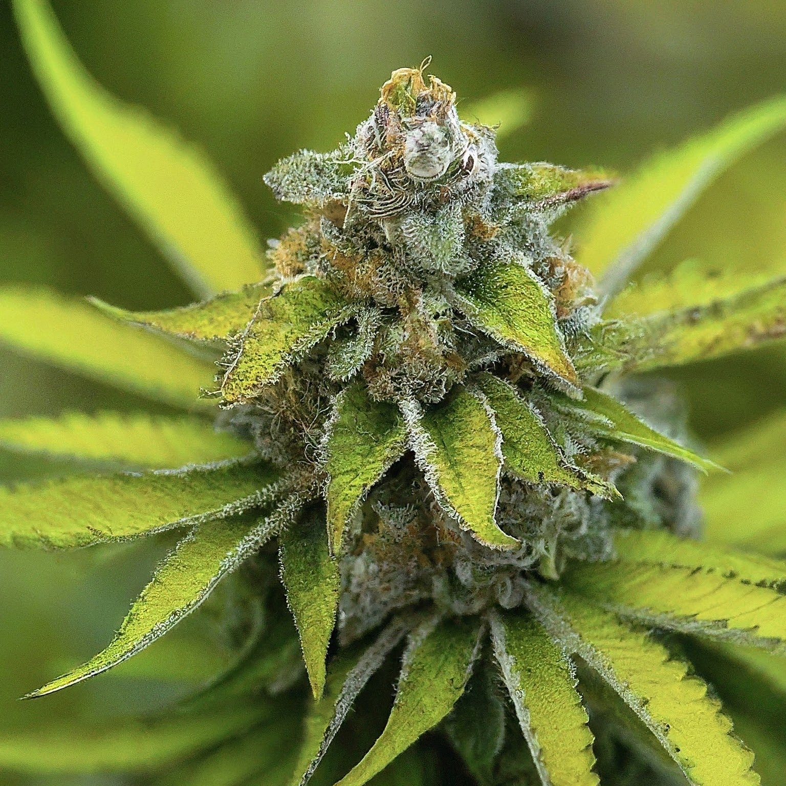 Lemon Ice Pucker Regular Seeds