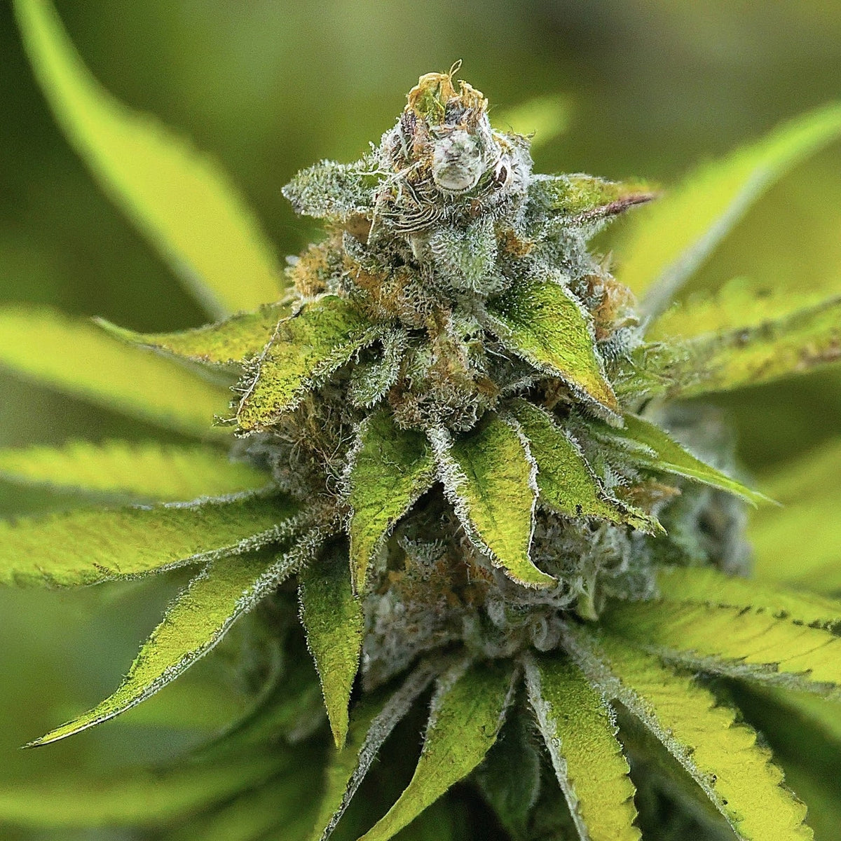 Lemon Ice Pucker Regular Seeds