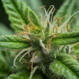 Malawi Regular Seeds