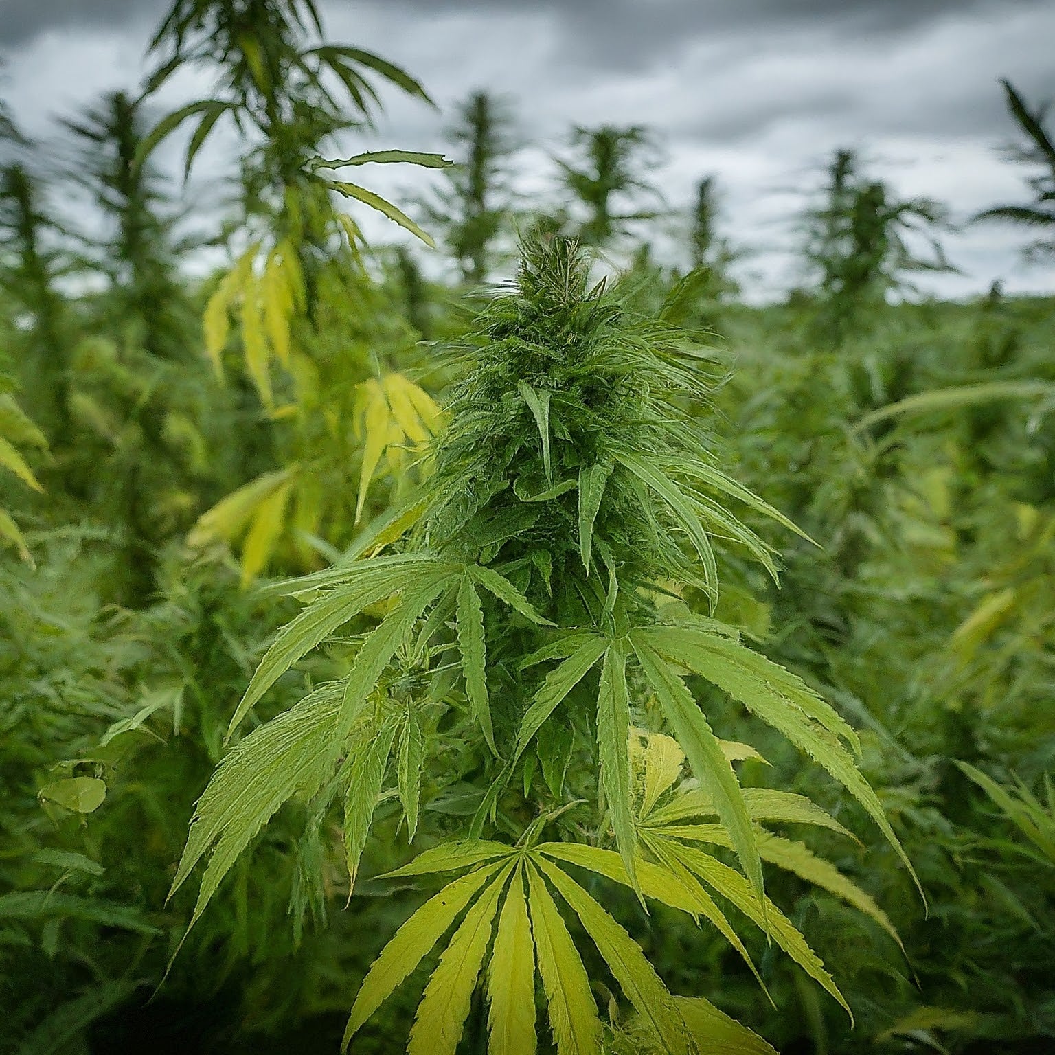 Malawi Regular Seeds