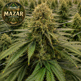 Mazar AutoFlower Seeds (2 Pack)