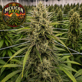 Mexican Haze Feminized Seeds (2 Pack)