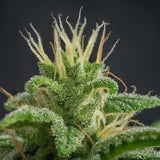 Nigerian Princess Regular Seeds