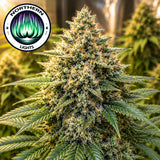 Northern Lights Autoflower Seeds (2 Pack)