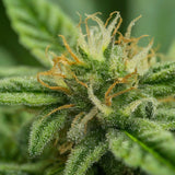 OG Kush Feminized Seeds