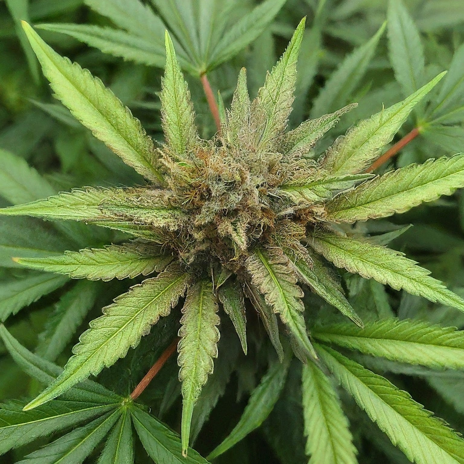 OG Kush Feminized Seeds