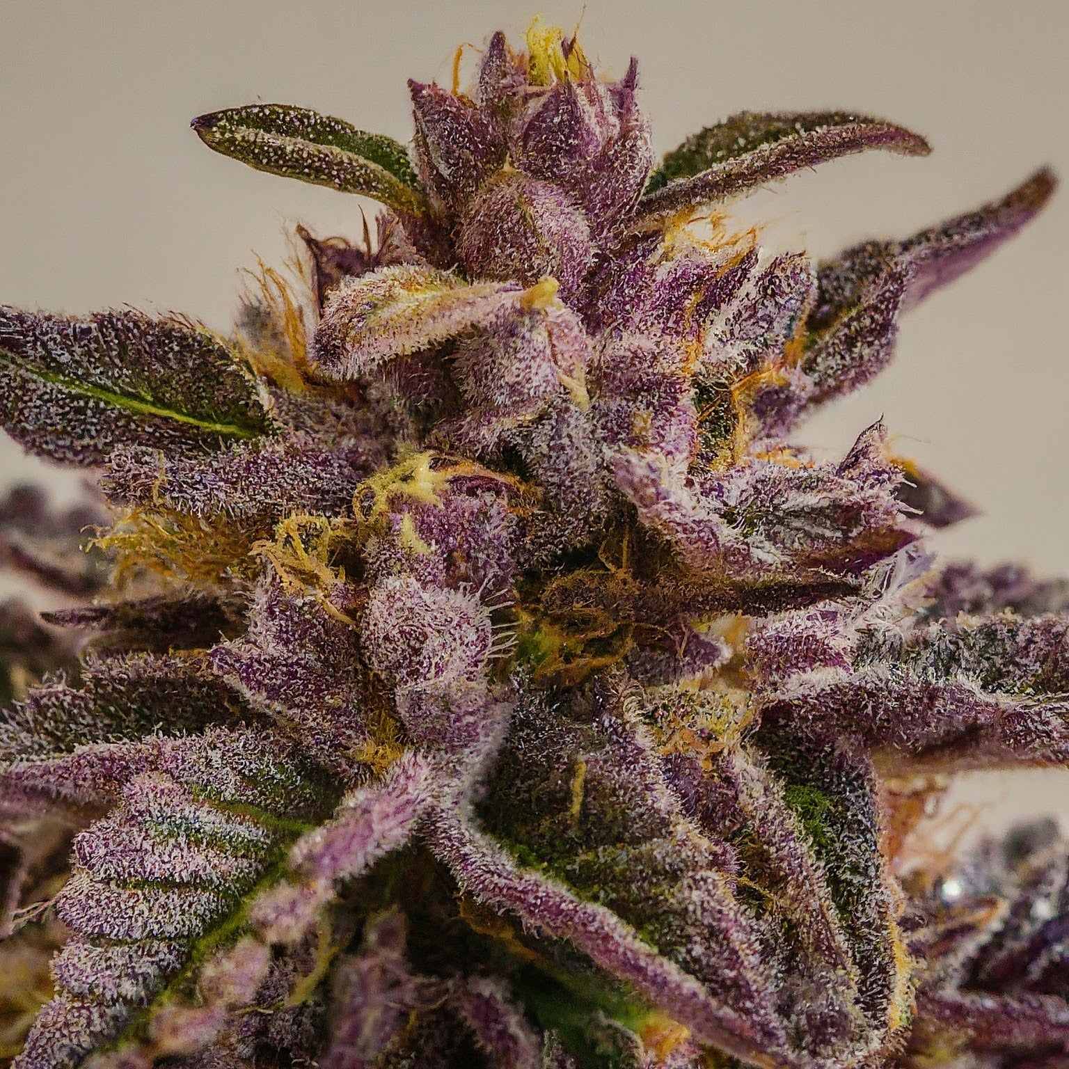 Pink Siberian Regular Seeds