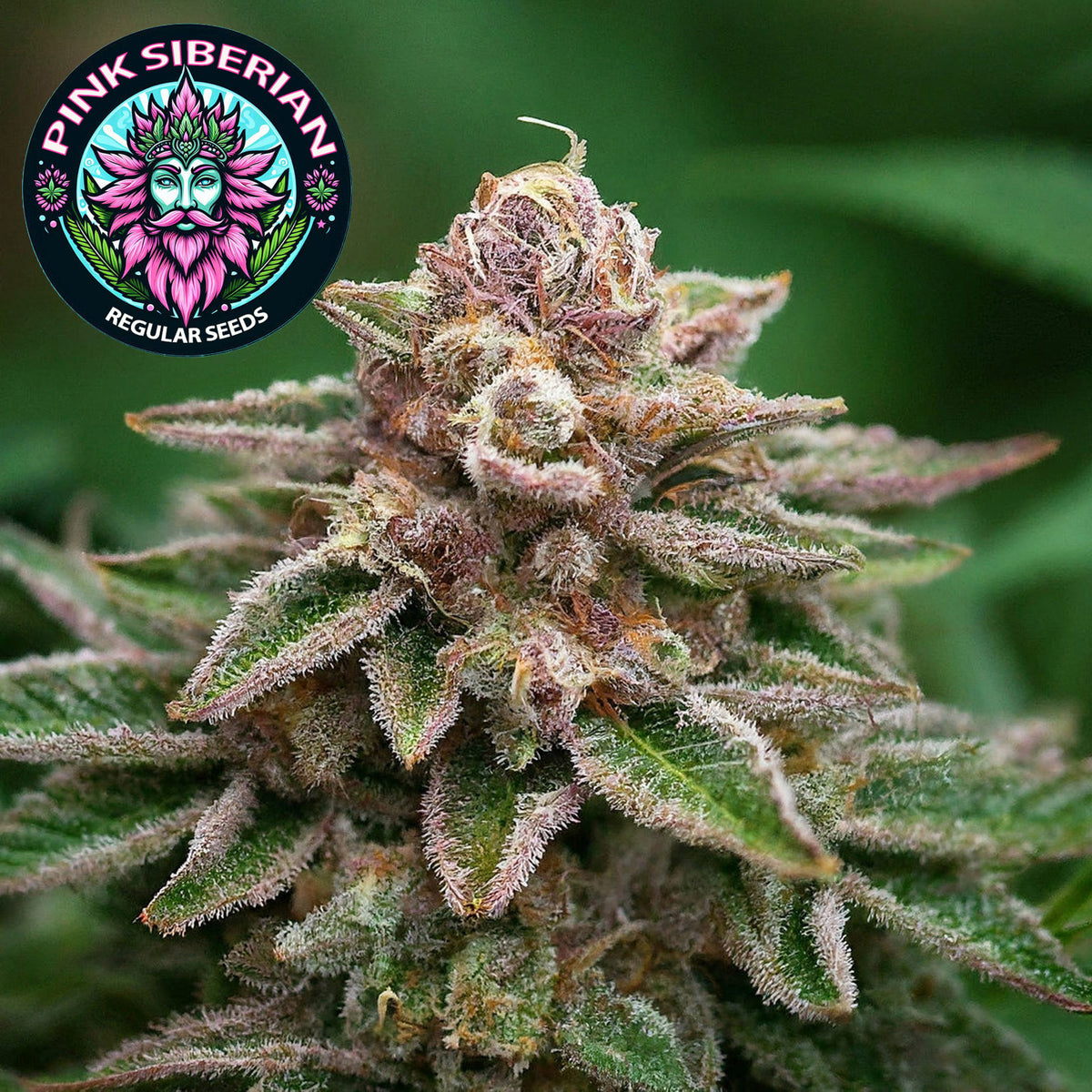 Pink Siberian Regular Seeds