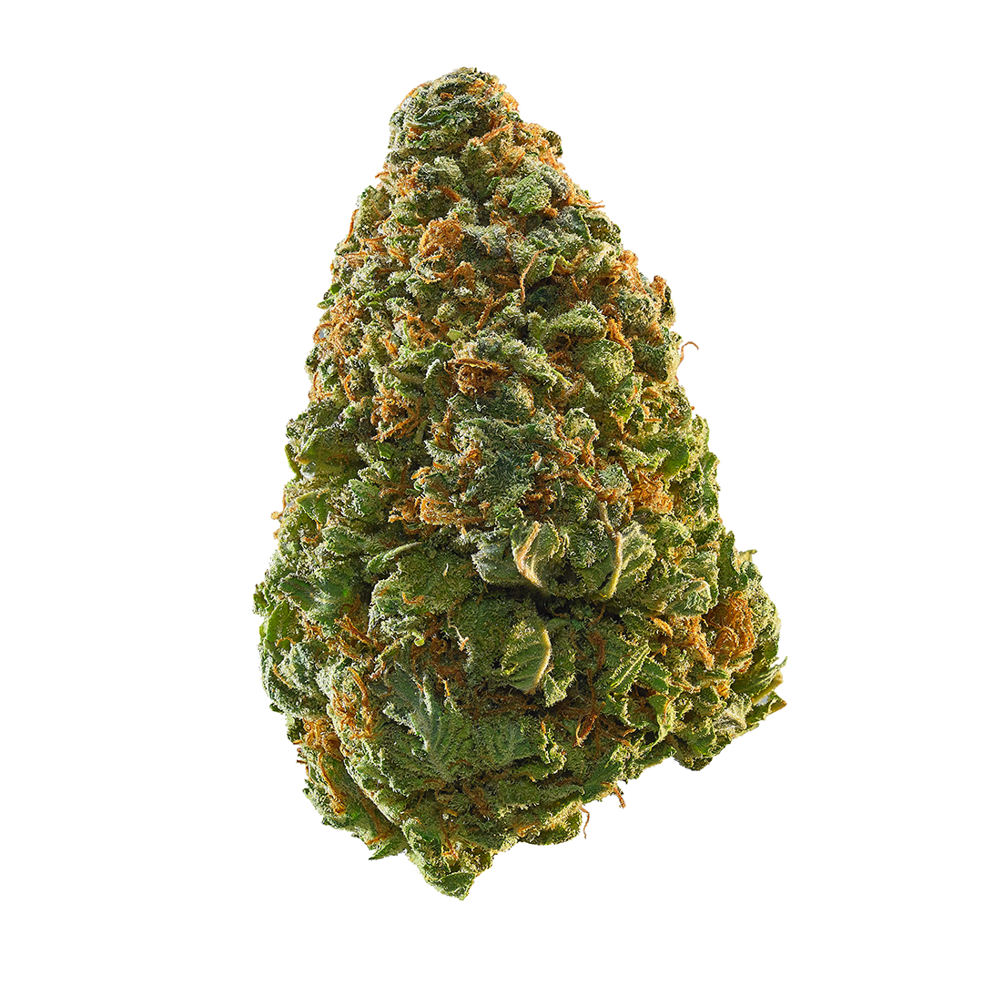 Power Plant Feminized Seeds (2 Pack)