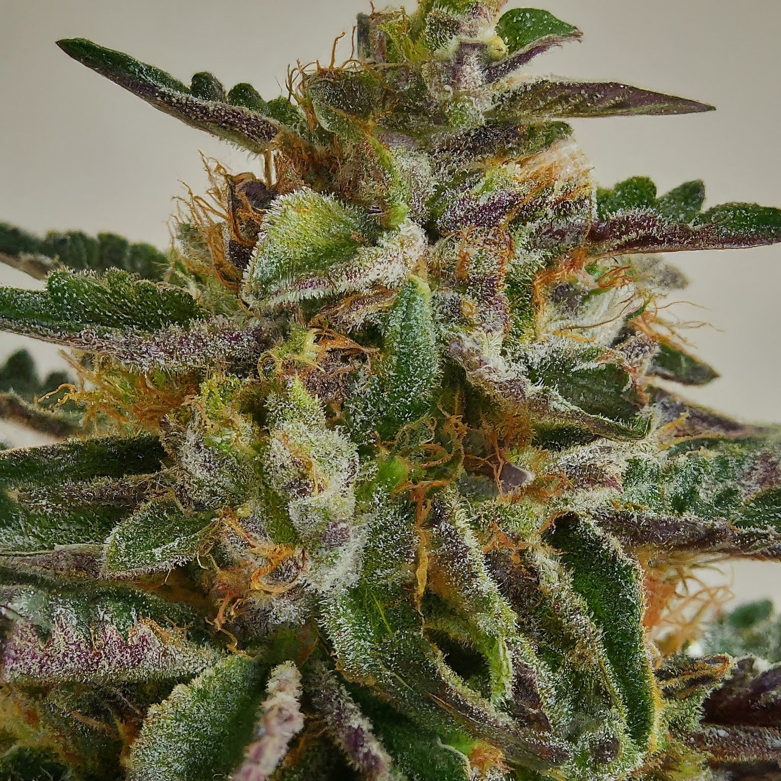 Power Plant Feminized Seeds (2 Pack)