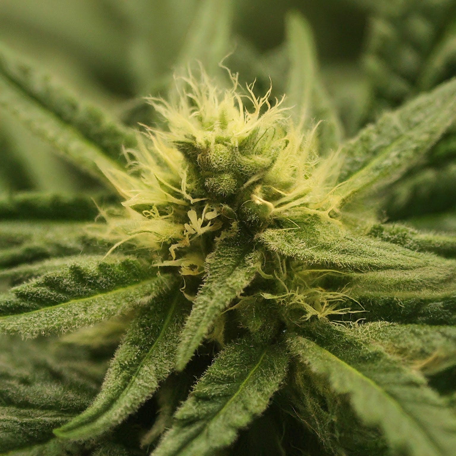 Power Plant Feminized Seeds (2 Pack)