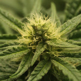 Power Plant Feminized Seeds (2 Pack)