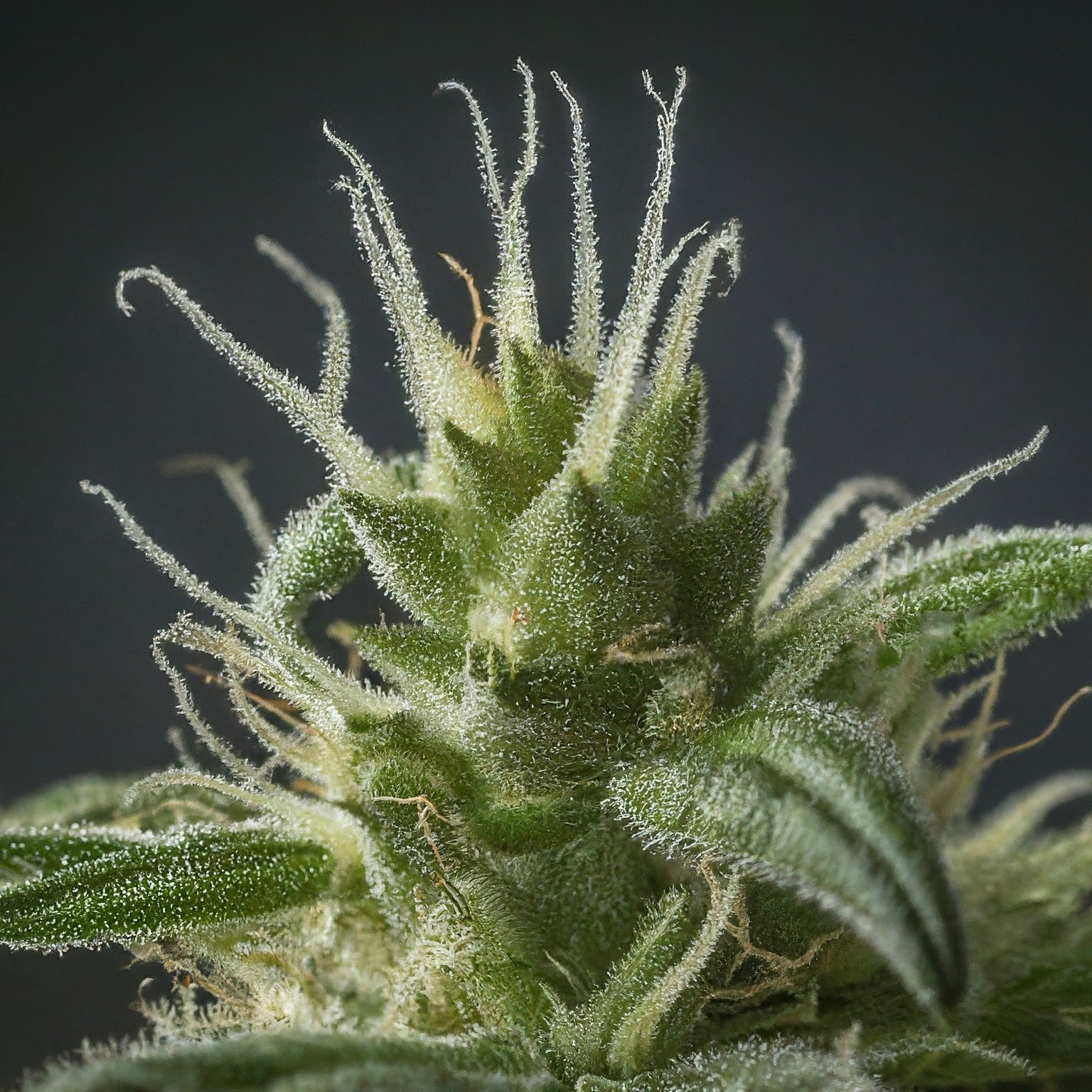 Power Plant Feminized Seeds (2 Pack)