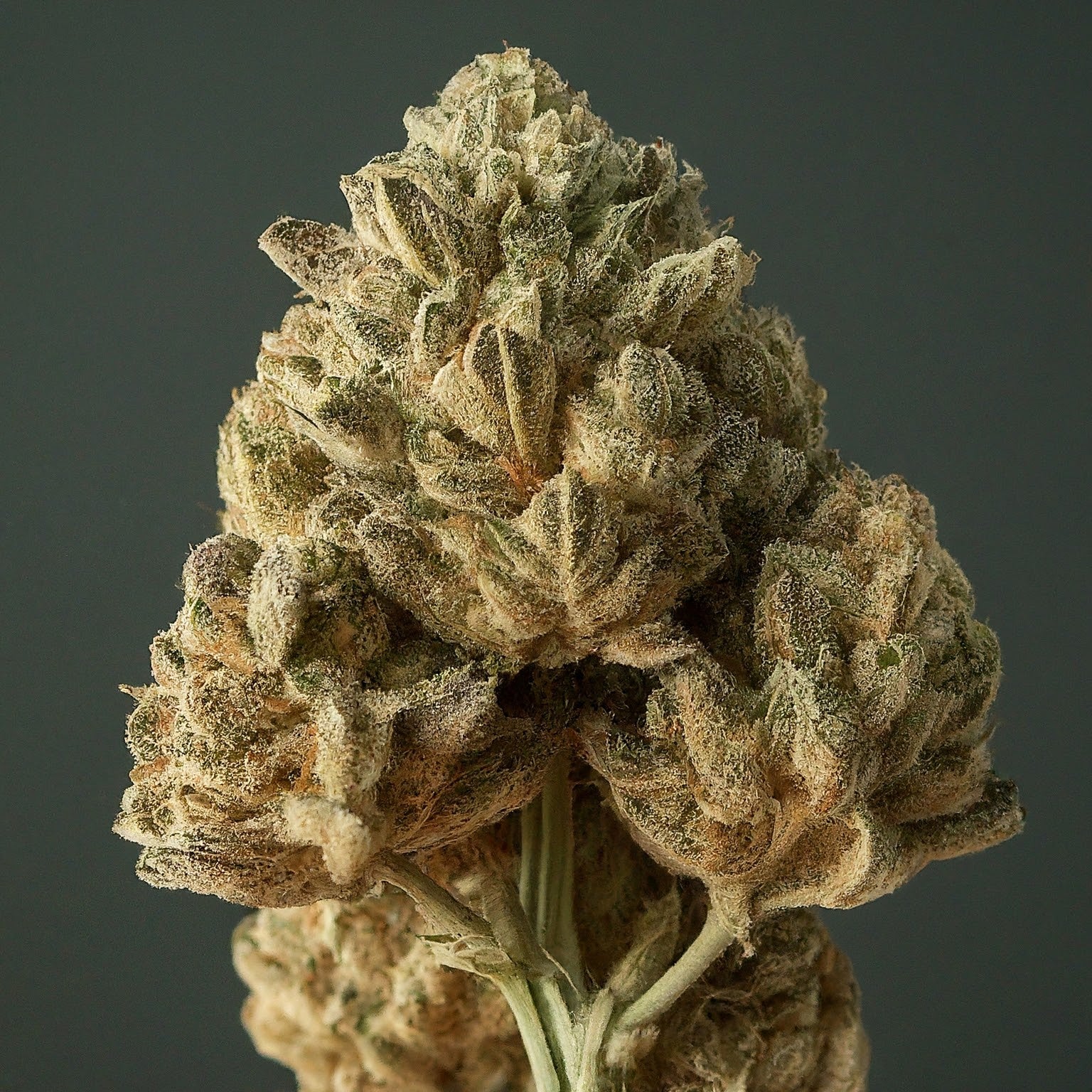 Power Plant Feminized Seeds (2 Pack)