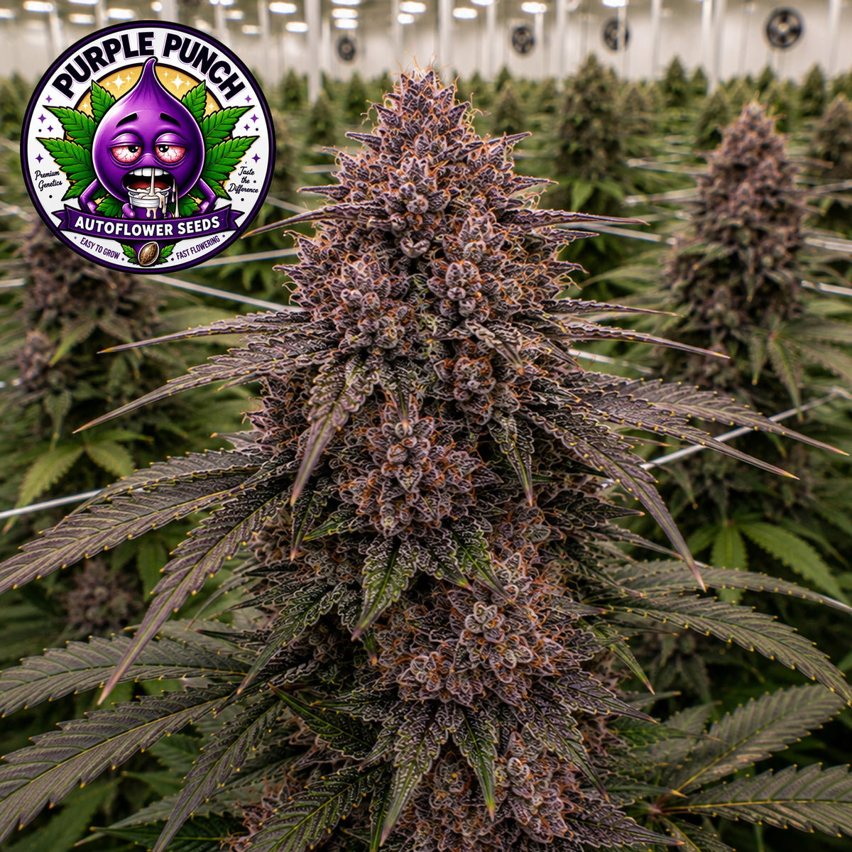Purple Punch AutoFlower Seeds (2 Pack)