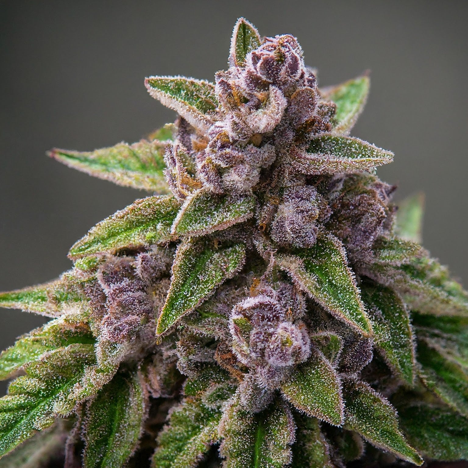 Purple Kush Feminized Seeds (2 Pack)
