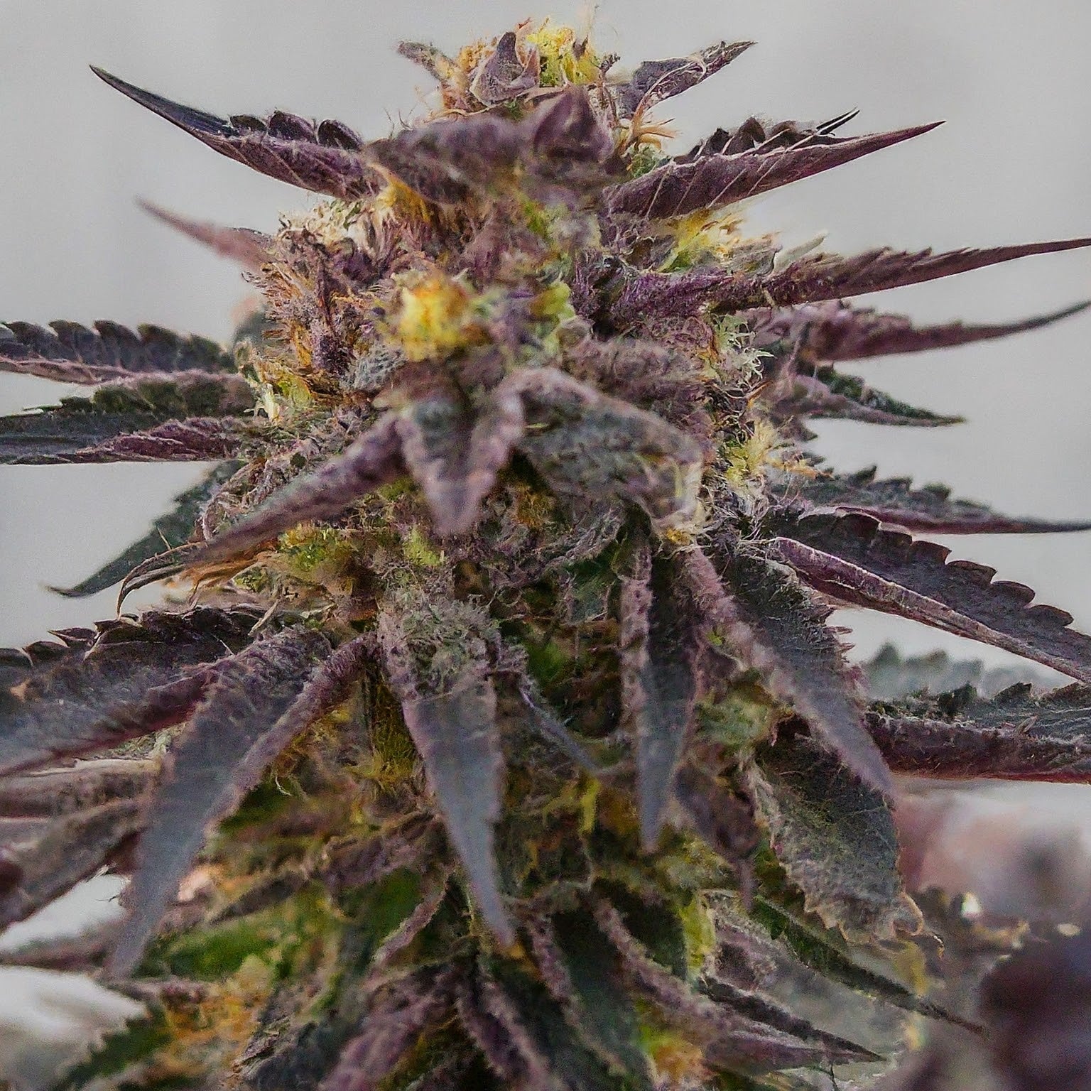 Purple Kush Feminized Seeds (2 Pack)