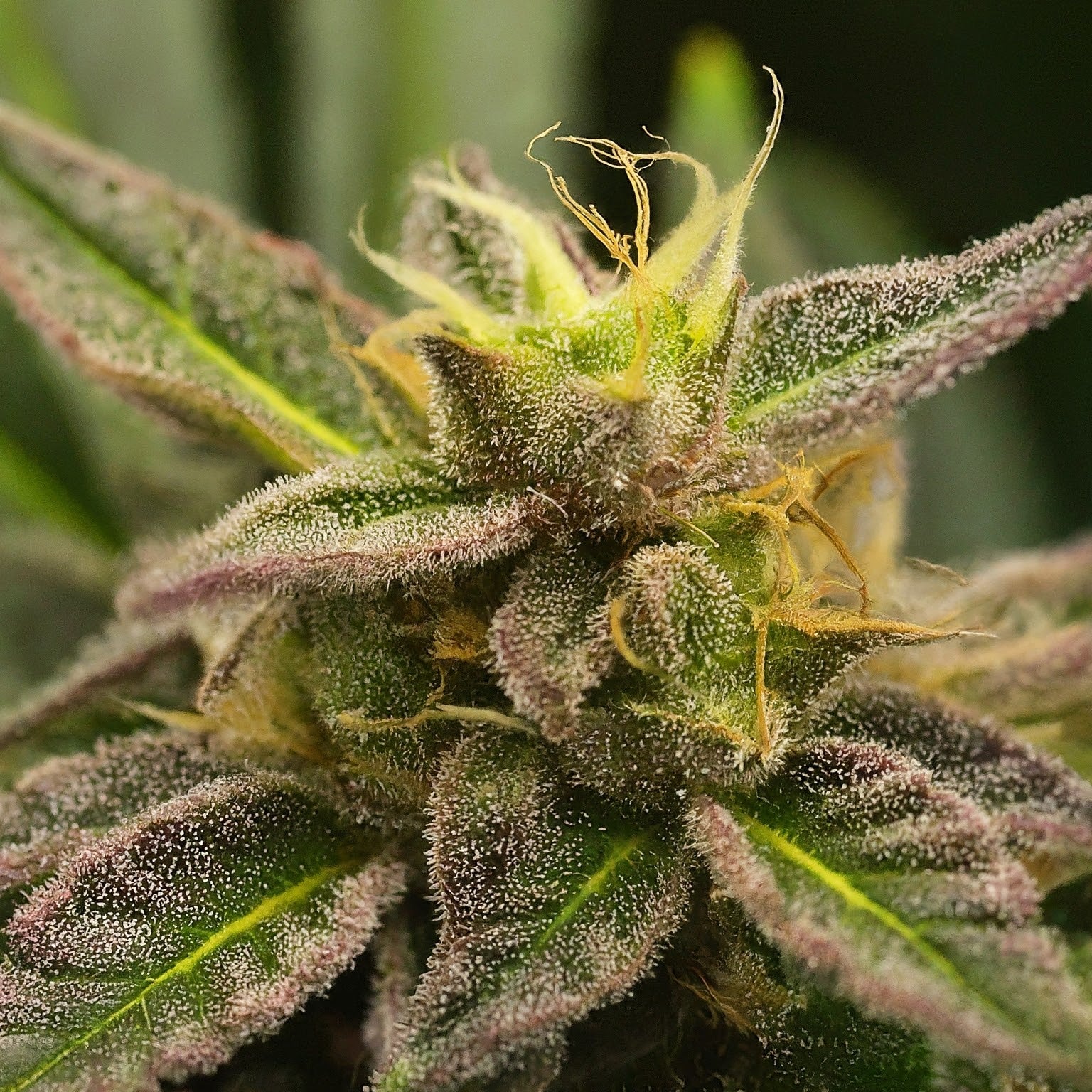 Purple Kush Feminized Seeds (2 Pack)