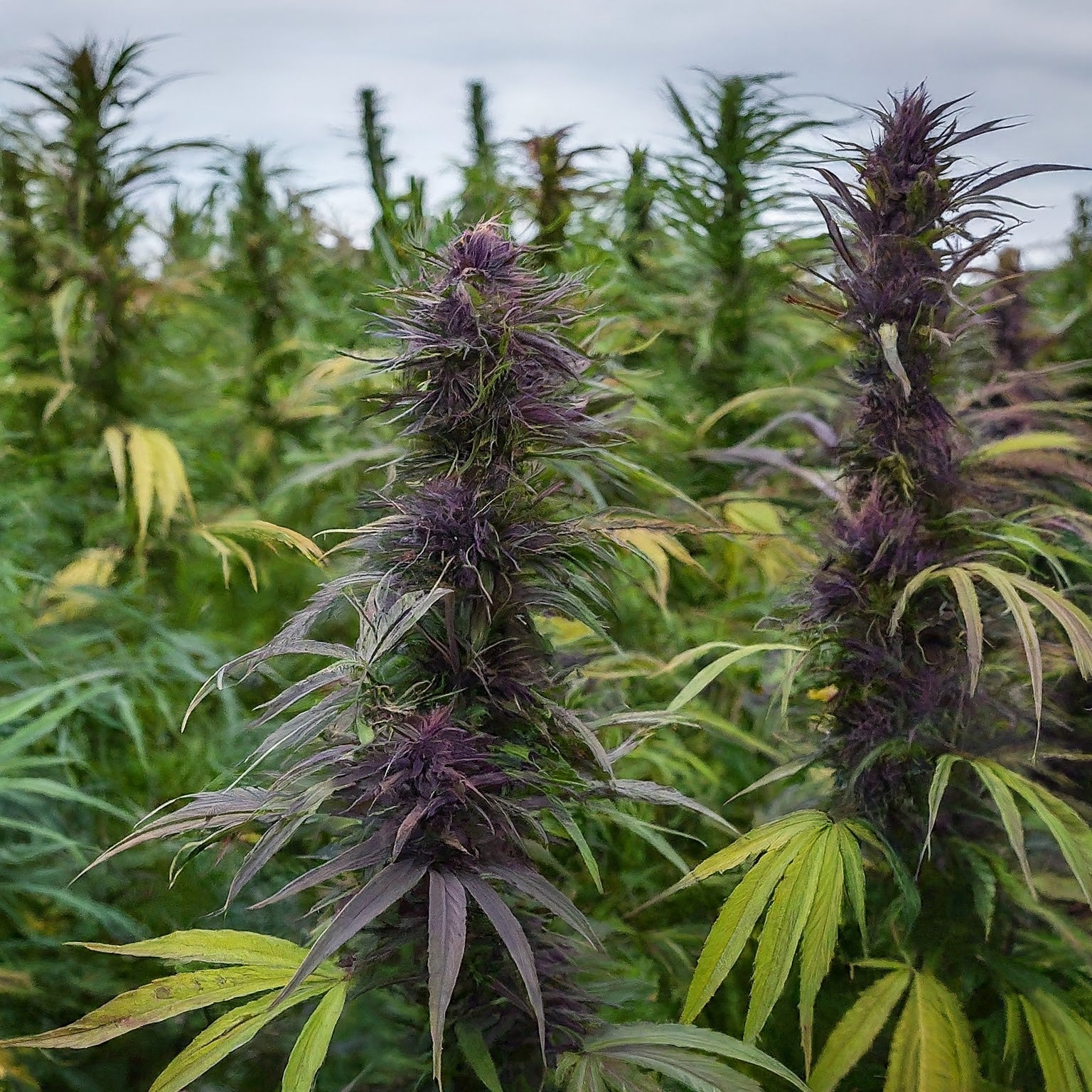 Purple Kush Feminized Seeds (2 Pack)