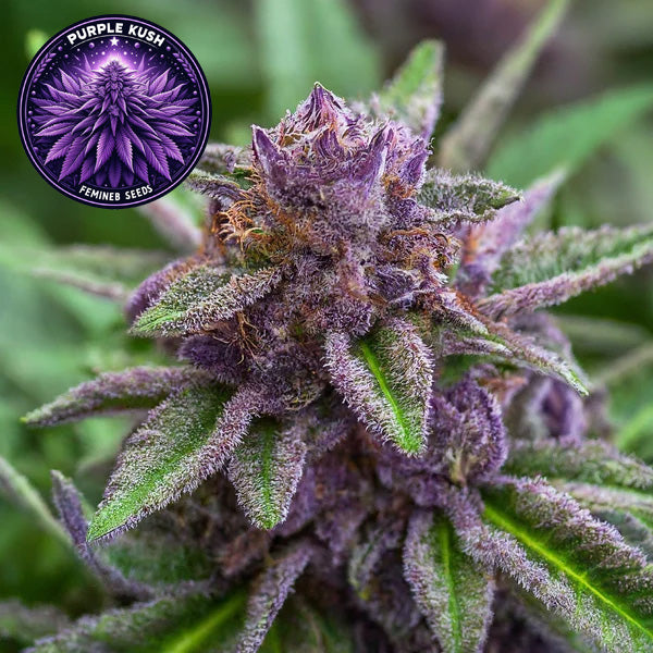 Purple Kush Feminized Seeds (2 Pack)