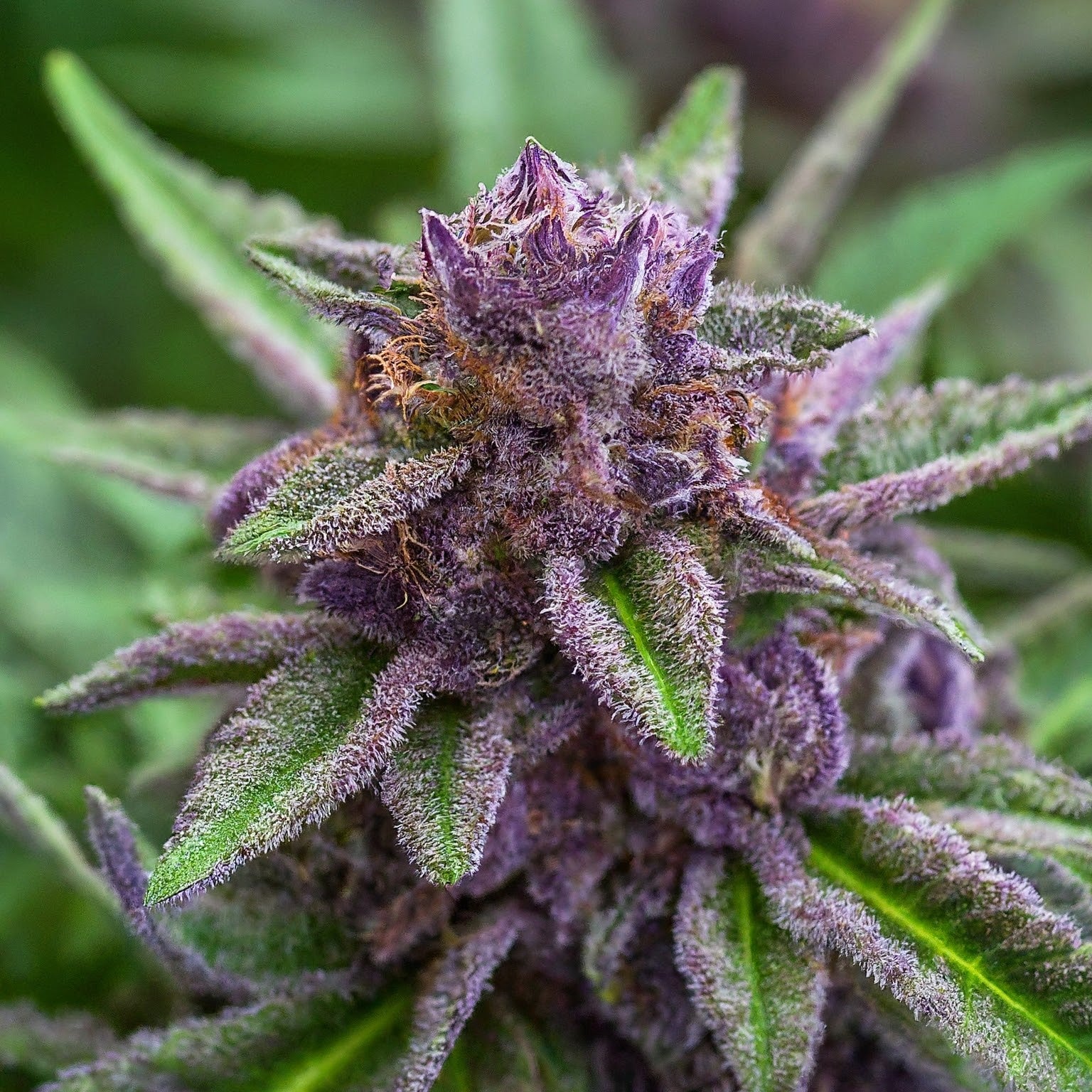 Purple Kush Feminized Seeds (2 Pack)