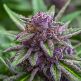 Purple Kush Feminized Seeds (2 Pack)