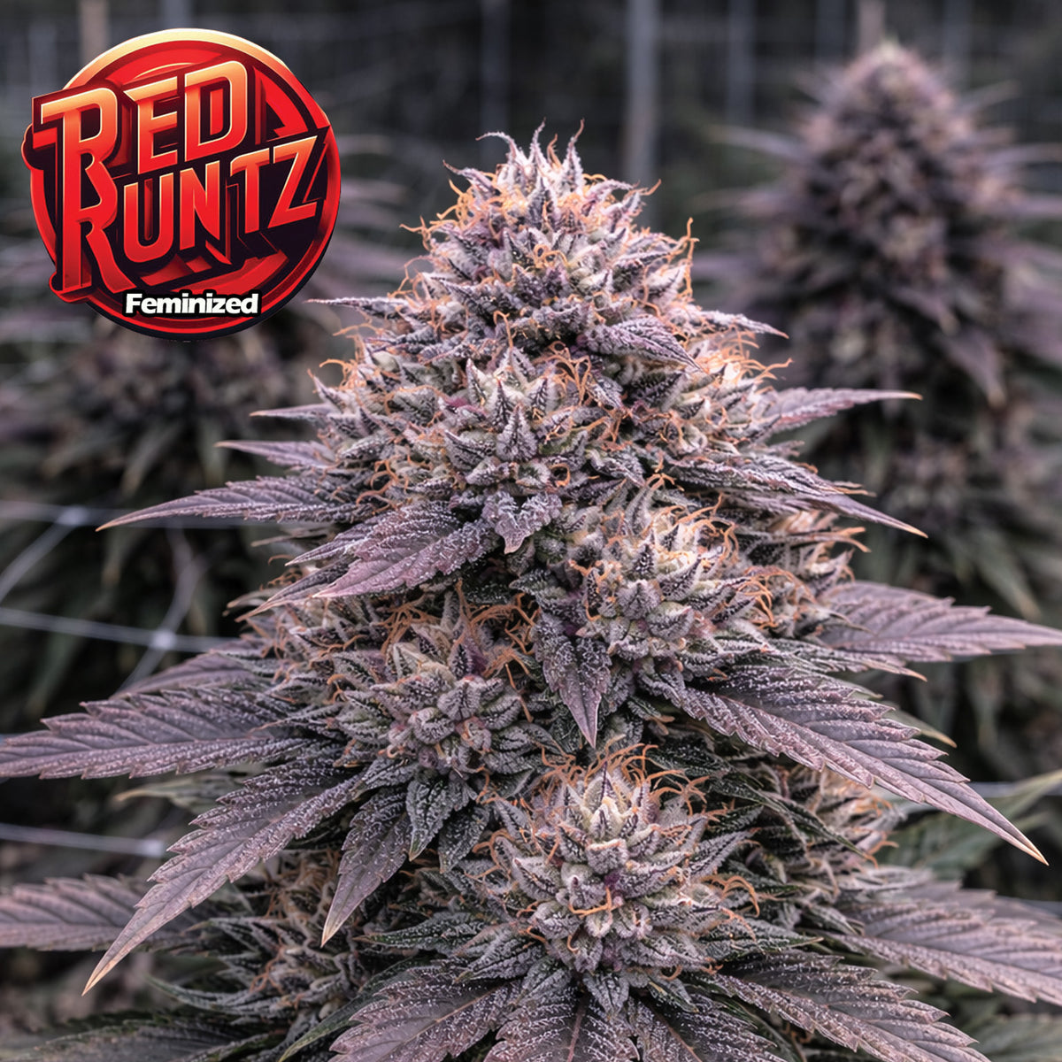 Red Runtz Feminized Seeds (2 Pack)