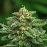 Siberian GG#4 Regular Seeds